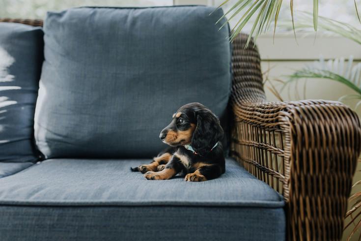 Séjourner à notre hôtel bien-être au Tyrol du Sud avec votre chien