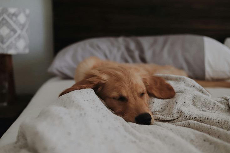 Séjourner à notre hôtel bien-être au Tyrol du Sud avec votre chien